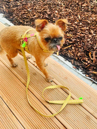 Leash "Signature" Summer Green