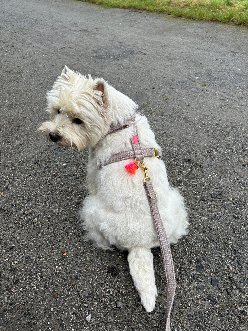 Hundegeschirr "Flair" Brown