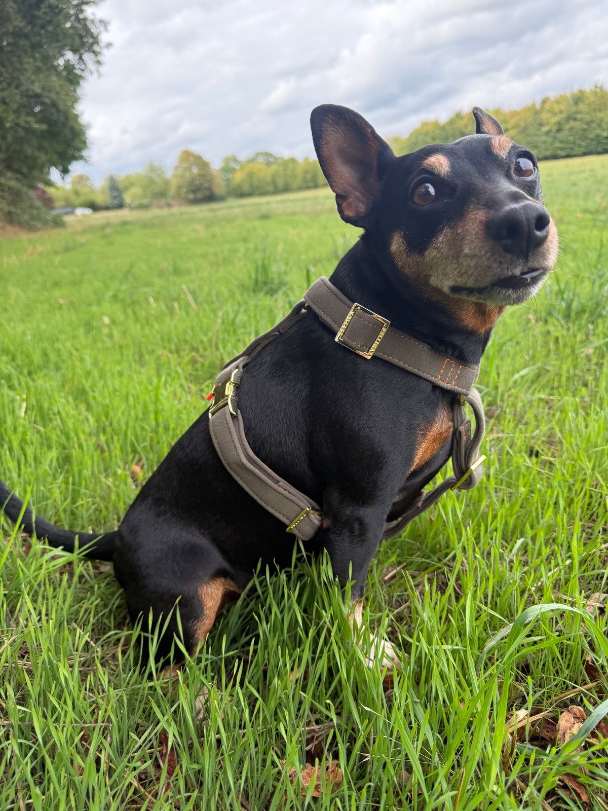 Harnais pour chien « Cachemire Noir »