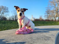 Leine „Stripe Society“ Pink