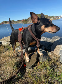 Hundegeschirr "Couchy" Brown