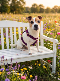 Harnais pour chien « Cachemire Noir »
