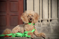 Halsband "FeelGood" NeonGreen