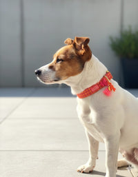 Halsband "Classic Pink“