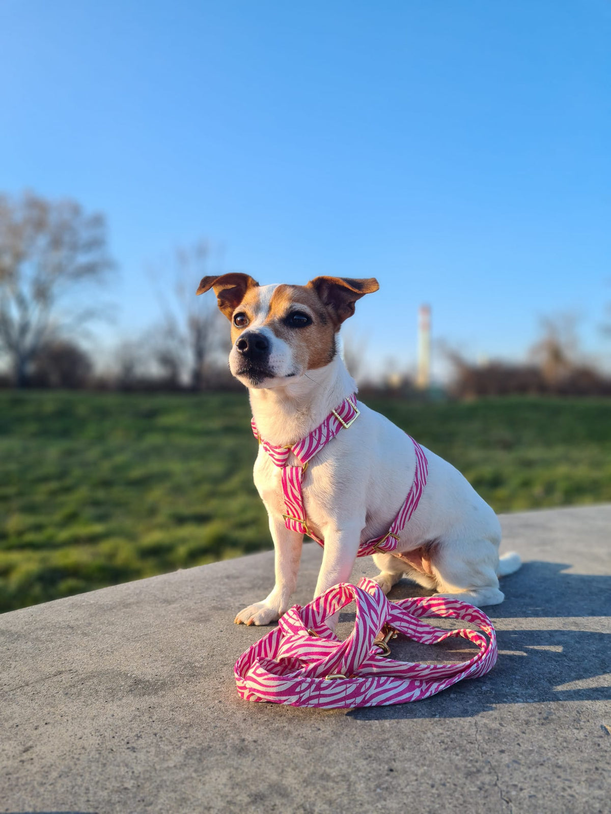 Leine „Stripe Society“ Pink