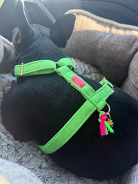 Dog harness “FeelGood” NeonGreen