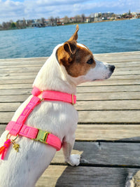 Hundegeschirr "FeelGood" NeonPink