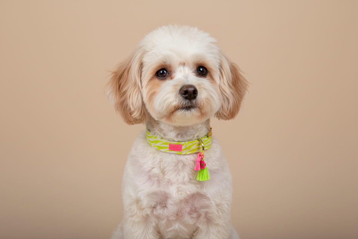 Halsband "Stripe Society" Lime