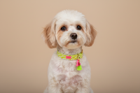 Halsband "Stripe Society" Lime