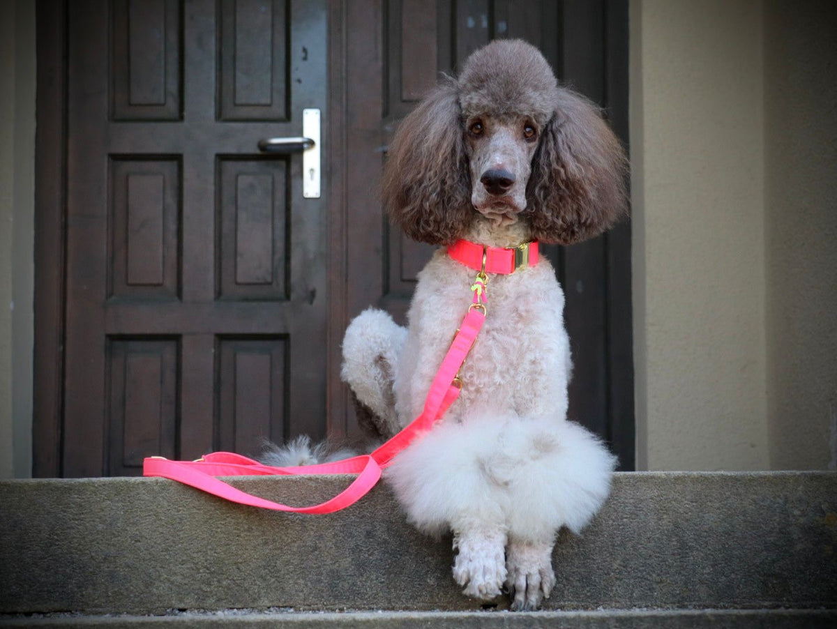 Leine "Neonique“ Pink