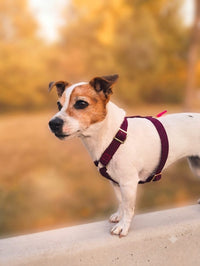 Harnais pour chien « Cachemire Noir »