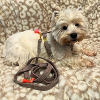Leash "Flair“ Brown
