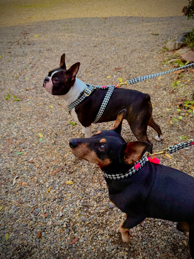 Halsband "Classic“