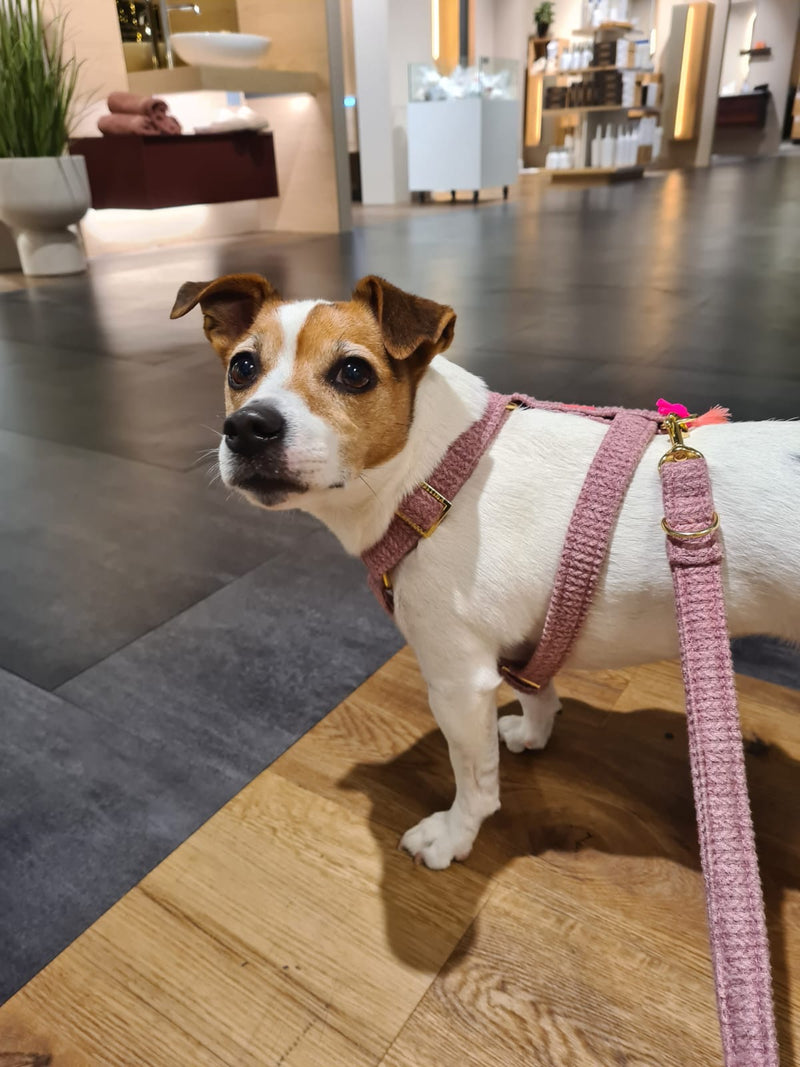 Hundegeschirr "Flair" Darkrose