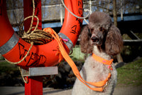 Leash "FeelGood" Neon Orange