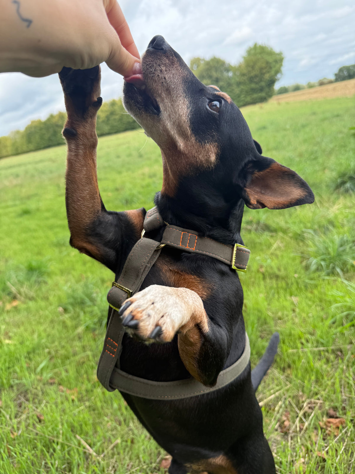 Harnais pour chien « Cachemire Noir »