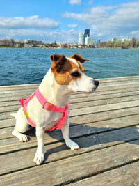 Hundegeschirr "FeelGood" NeonPink