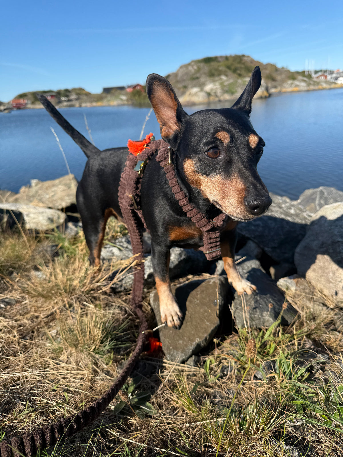 Leine "Couchy“ Brown