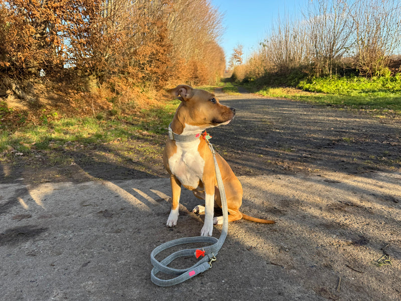 Collar "Flair“ Greymint