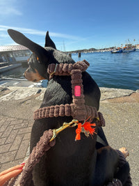 Hundegeschirr "Couchy" Brown