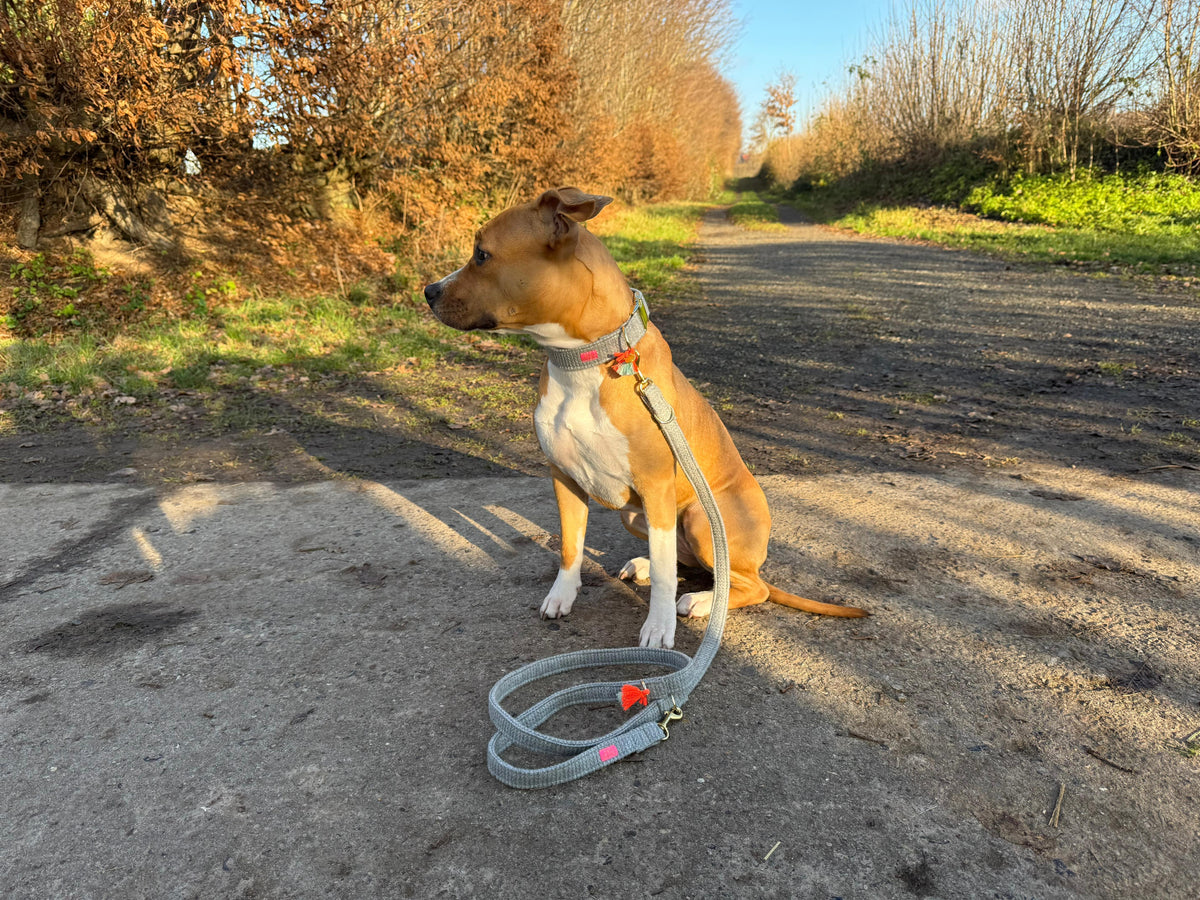 Leine "Flair“ Greymint