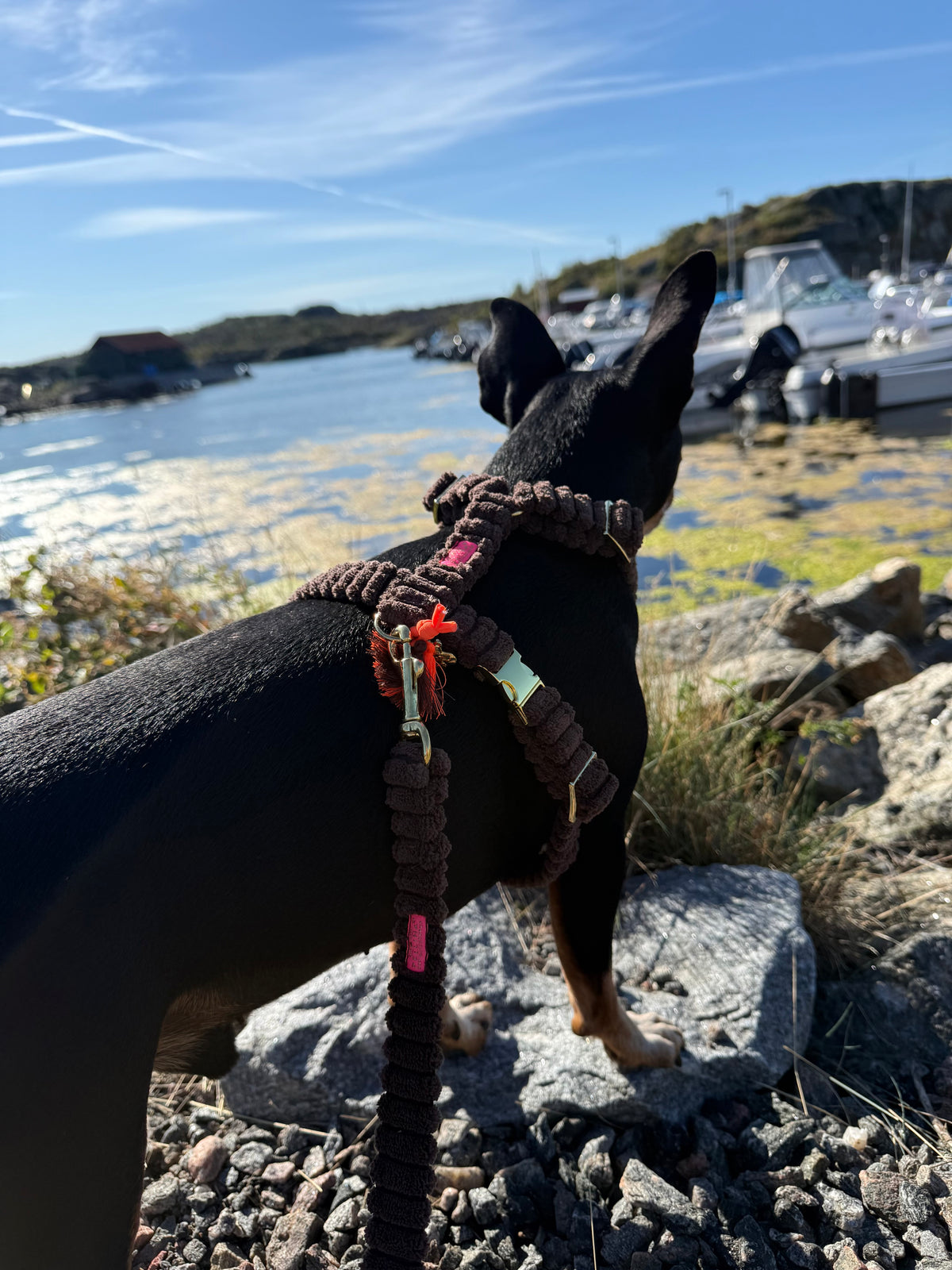 Leine "Couchy“ Brown