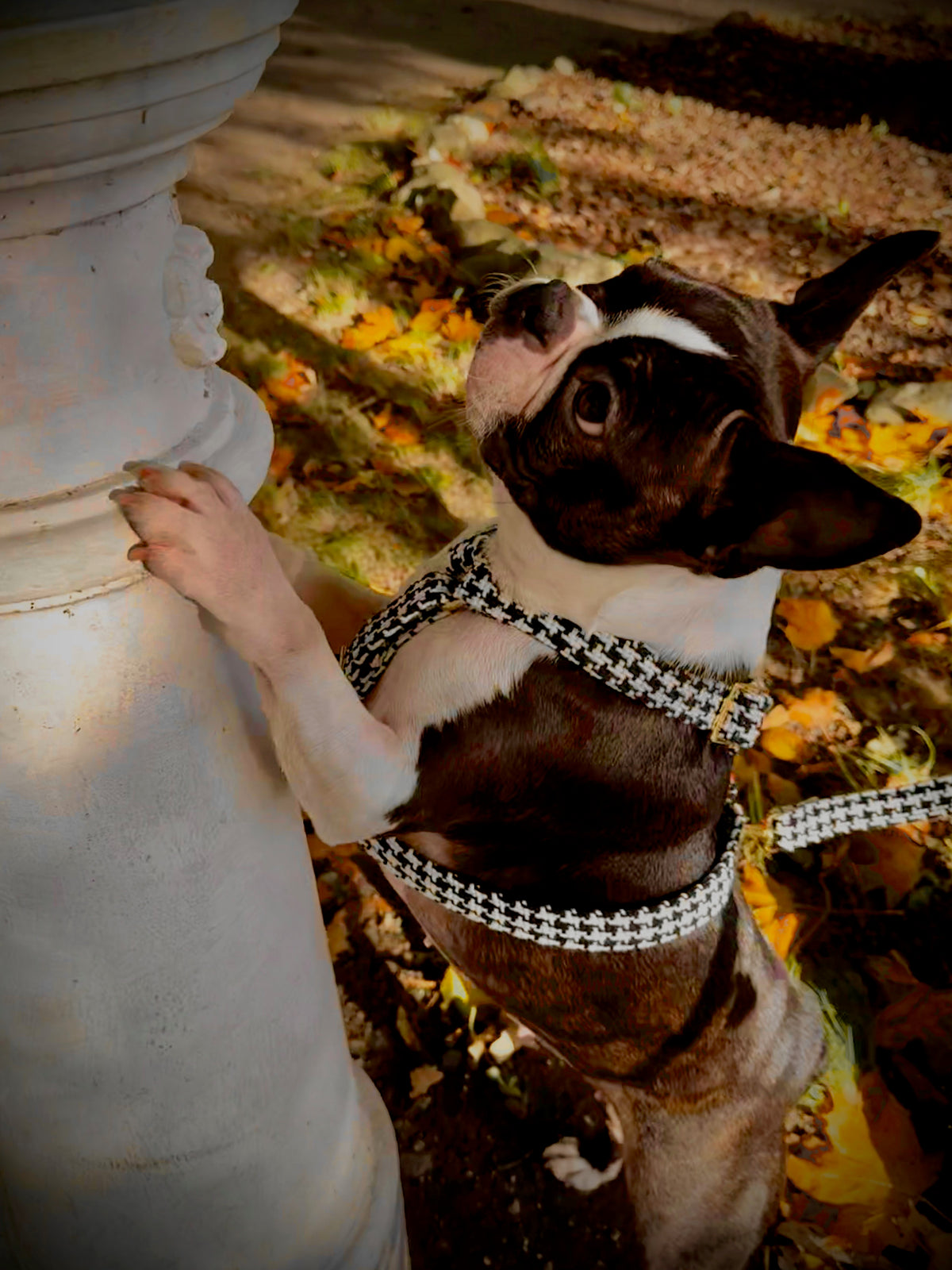 Hundegeschirr "Classic"