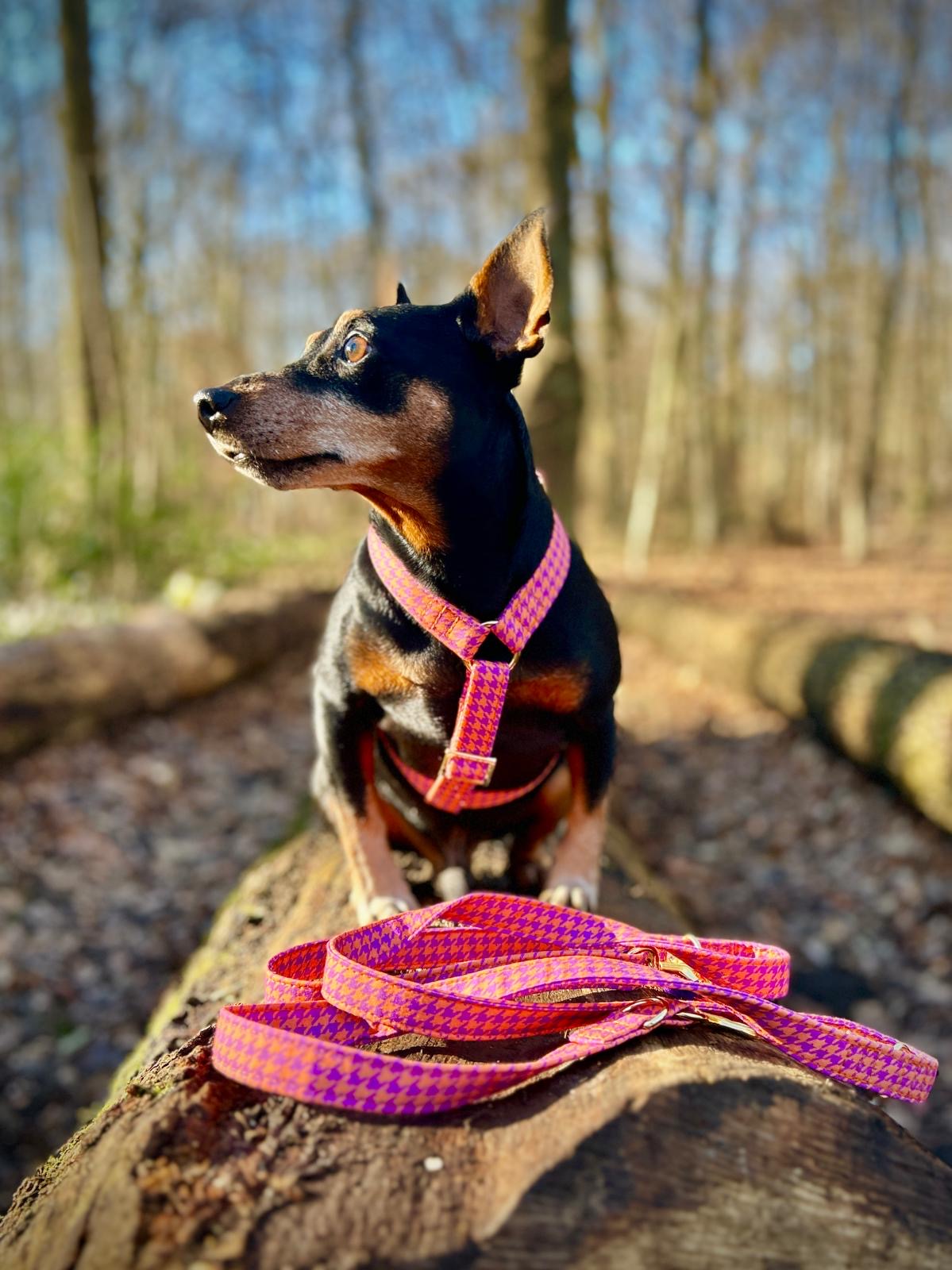 Leine "Classic Purple“