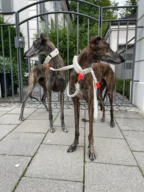 Leine "Couchy“ White