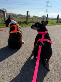 Hundegeschirr "Neonique" Pink