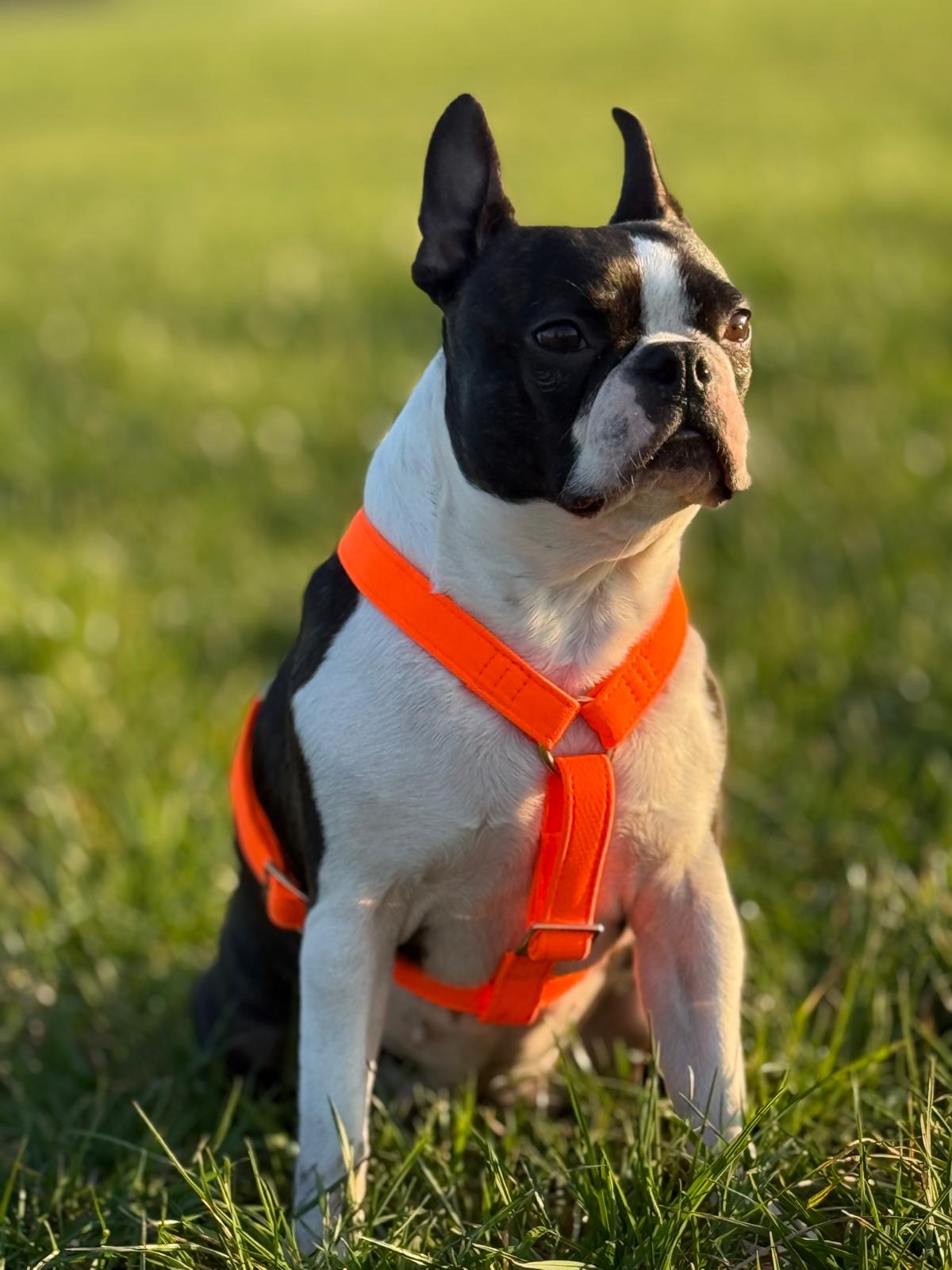 Hundegeschirr "Neonique" Orange