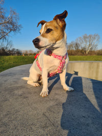 Hundegeschirr "Stripe Society" Pink