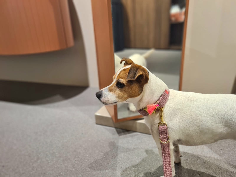 Collar "Flair“ Darkrose