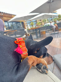 Collar "SIGNATURE" Summer Orange