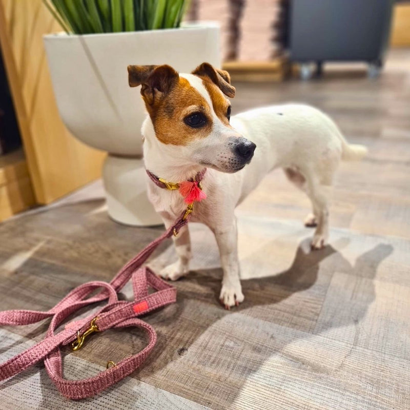 Leine "Flair“ Darkrose