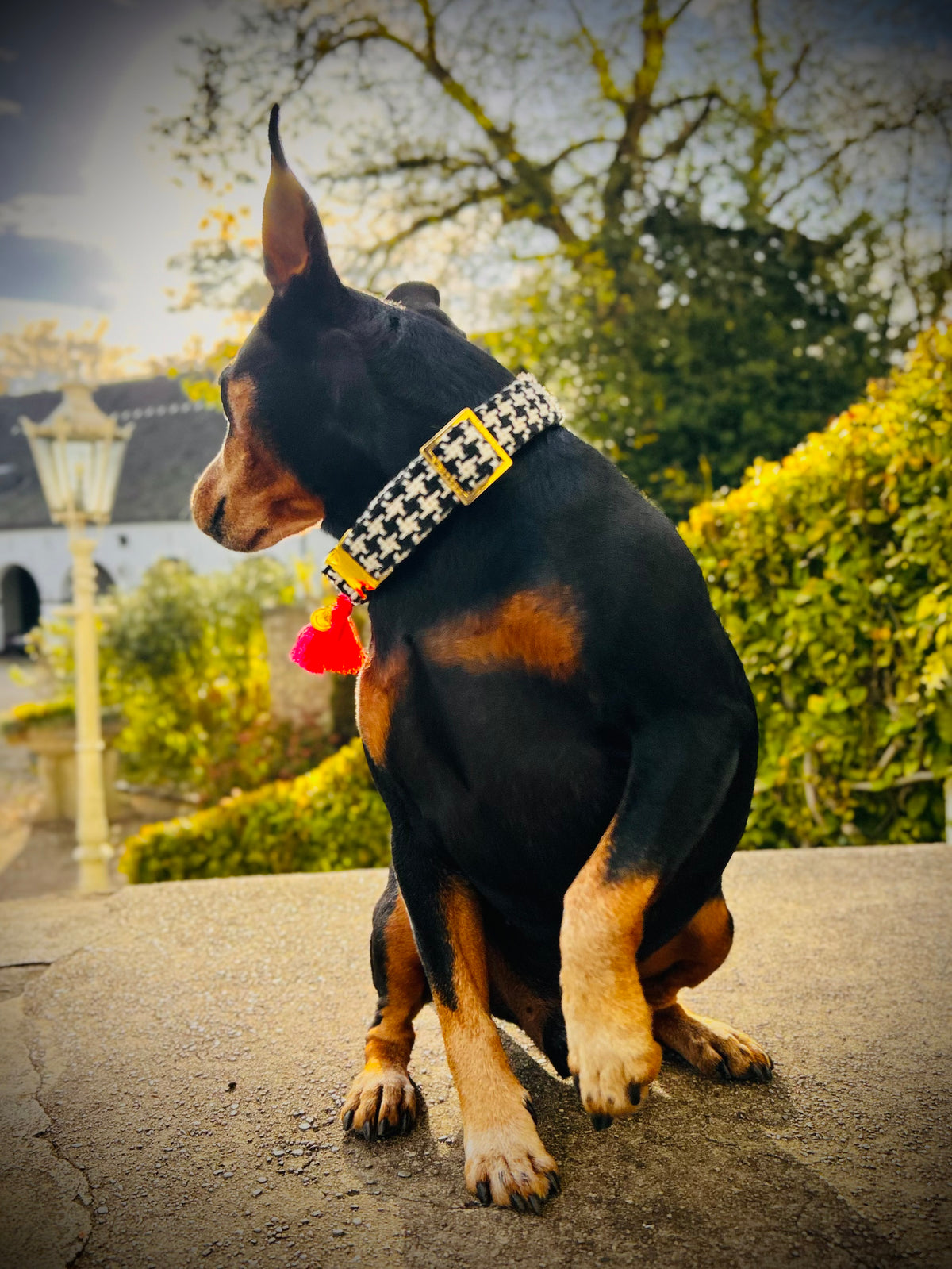 Halsband "Classic“