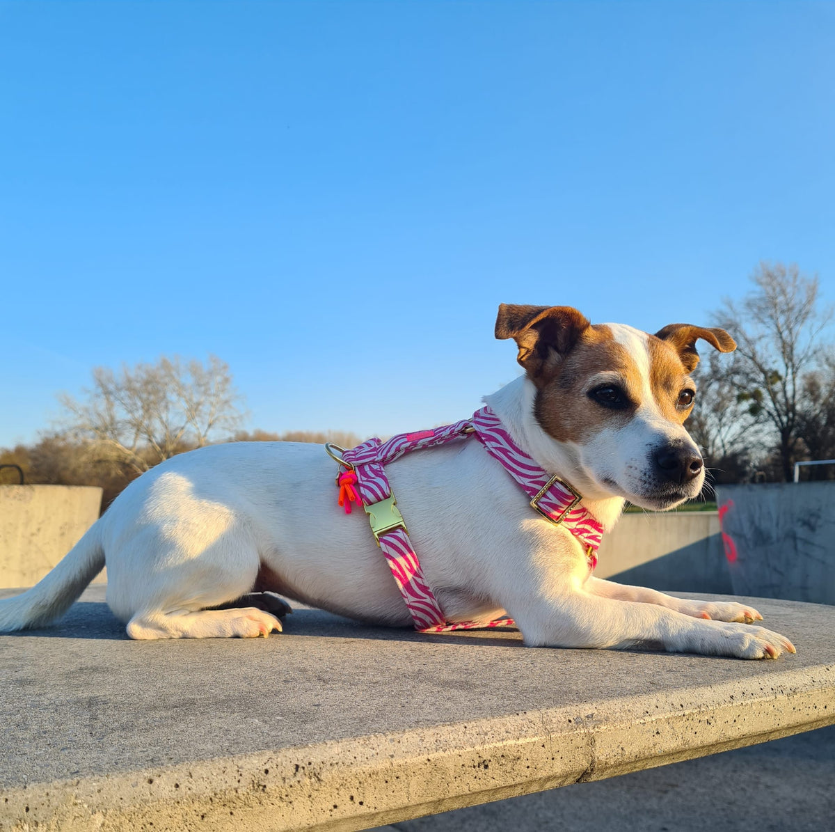 Hundegeschirr "Stripe Society" Pink