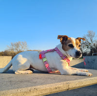 Hundegeschirr "Stripe Society" Pink