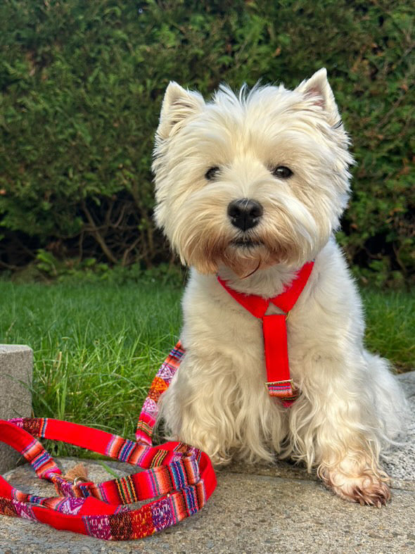 Hundegeschirr "LaaBoheme" Red
