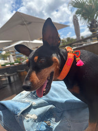 Collar "SIGNATURE" Summer Orange