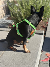 Dog harness “FeelGood” NeonGreen