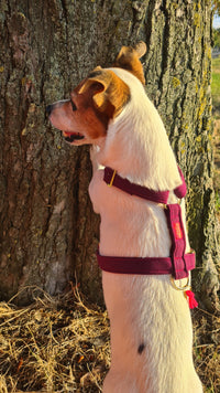 Harnais pour chien « Cachemire Noir »