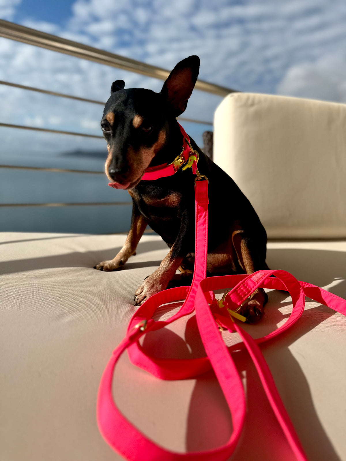 Leine "Neonique“ Pink