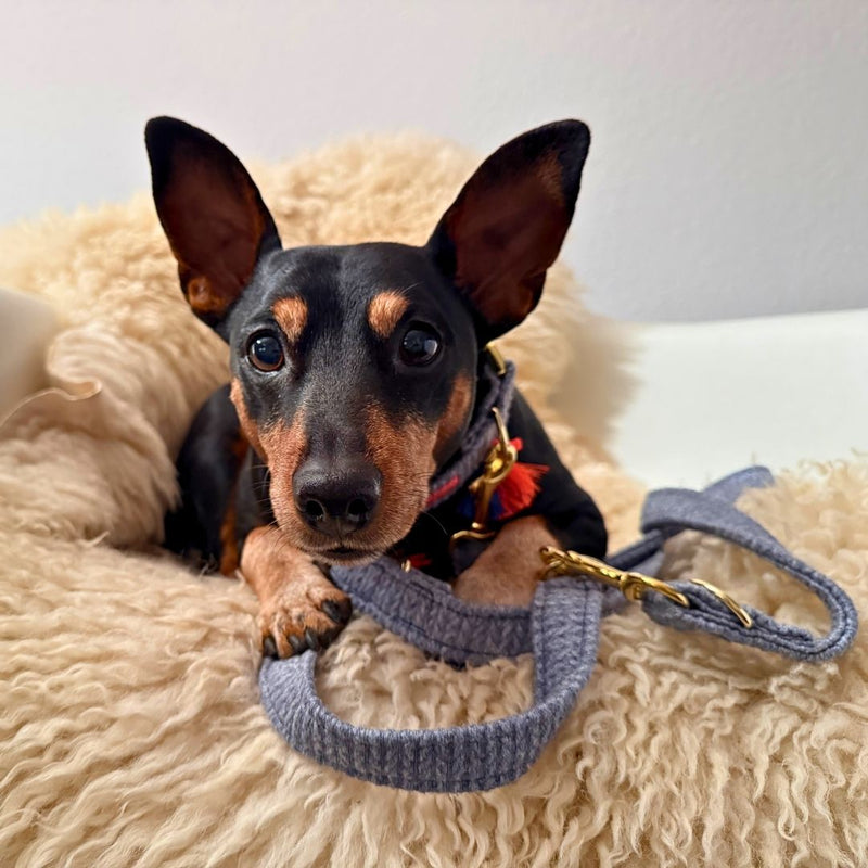 Leine "Flair“ Blue