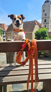 Leash "Signature" Summer Orange