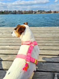 Hundegeschirr "FeelGood" NeonPink