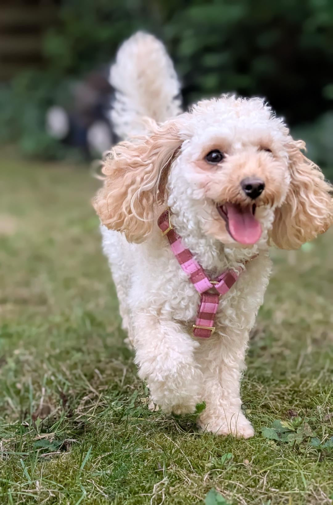 Harnais pour chien « Cachemire Noir »
