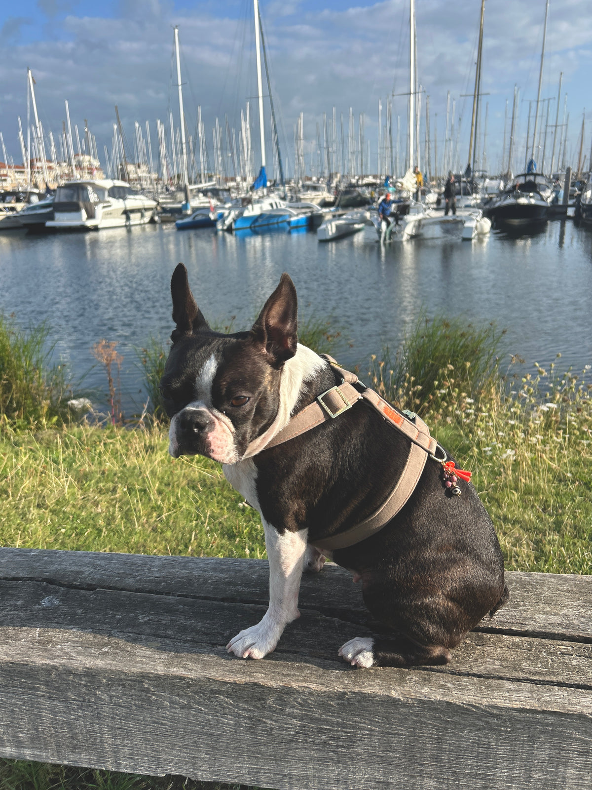 Harnais pour chien « Cachemire Noir »
