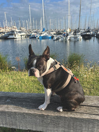 Harnais pour chien « Cachemire Noir »