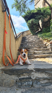 Leash "Signature" Summer Orange